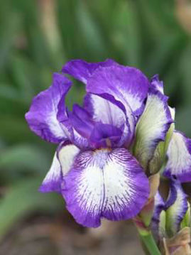 Toon details van Arctic Fancy Afbeeldingen van Arctic Fancy