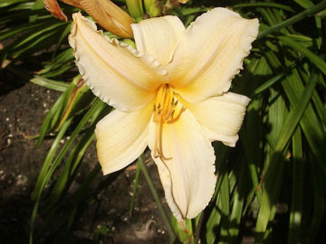 Toon details van Aglow Afbeeldingen van Aglow