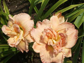 Toon details van Almond Puff Afbeeldingen van Almond Puff