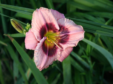 Toon details van Angel Artistry Afbeeldingen van Angel Artistry