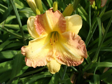 Toon details van Angel Unawares Afbeeldingen van Angel Unawares