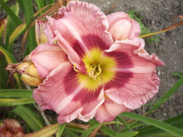 Toon details van Angel Rodgers Afbeeldingen van Angel Rodgers