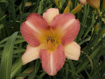 Toon details van Anna Warner Afbeeldingen van Anna Warner