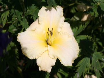 Toon details van Arctic Snow Afbeeldingen van Arctic Snow