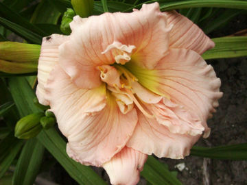 Toon details van Barbara Mitchell Afbeeldingen van Barbara Mitchell