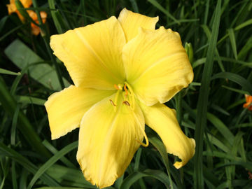 Toon details van Big Bird Afbeeldingen van Big Bird