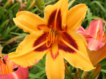 Toon details van Bonanza Afbeeldingen van Bonanza