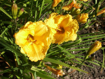 Toon details van Border Baby Afbeeldingen van Border Baby