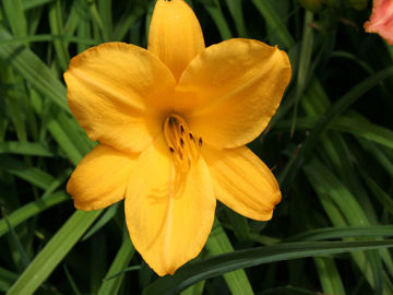 Toon details van Child Bride Afbeeldingen van Child Bride