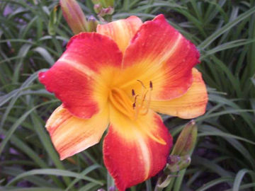 Toon details van Johnny Come Lately Afbeeldingen van Johnny Come Lately