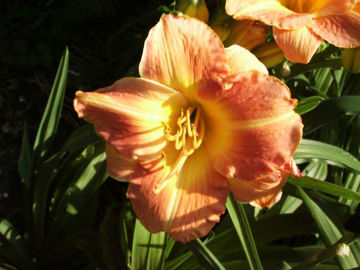 Toon details van Fabulous Prize Afbeeldingen van Fabulous Prize