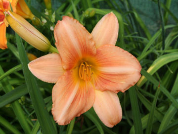 Toon details van Fair Annet Afbeeldingen van Fair Annet