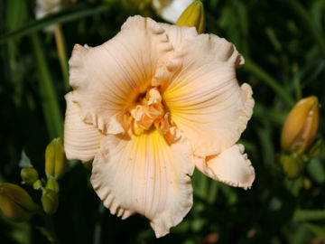 Toon details van Fairy Tale Pink Afbeeldingen van Fairy Tale Pink