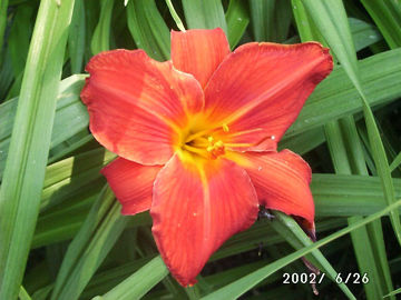 Toon details van Fire Torch  Matek Afbeeldingen van Fire Torch  Matek