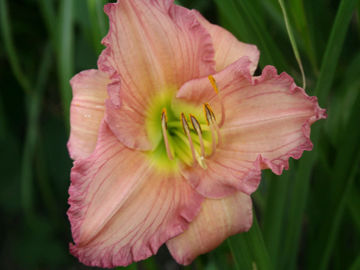 Toon details van Fairest Love Afbeeldingen van Fairest Love