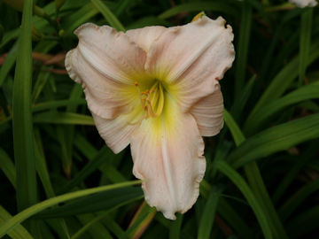 Toon details van Florissant Miss Afbeeldingen van Florissant Miss