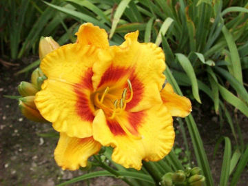 Toon details van Fooled Me Afbeeldingen van Fooled Me