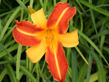 Toon details van Frans Hals Afbeeldingen van Frans Hals