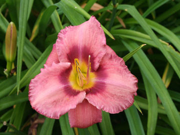 Toon details van French Porcelain Afbeeldingen van French Porcelain