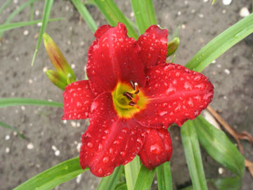 Toon details van Galena Holiday Afbeeldingen van Galena Holiday