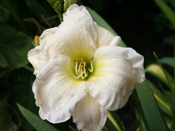 Toon details van Gentle Shepherd Afbeeldingen van Gentle Shepherd