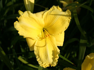 Toon details van Girl Scout Afbeeldingen van Girl Scout