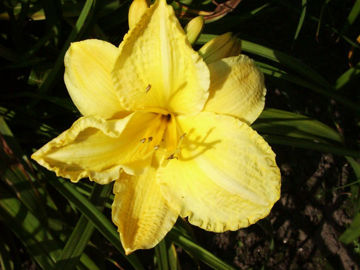 Toon details van Glittering Treasure Afbeeldingen van Glittering Treasure