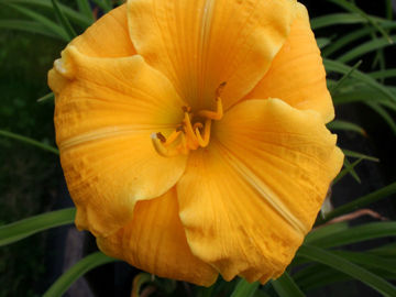 Toon details van Golden Firefly Afbeeldingen van Golden Firefly