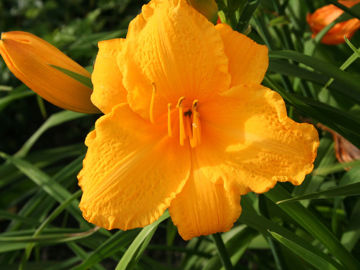 Toon details van Golden Prize Afbeeldingen van Golden Prize