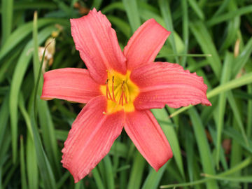 Toon details van Hall's Pink Afbeeldingen van Hall's Pink