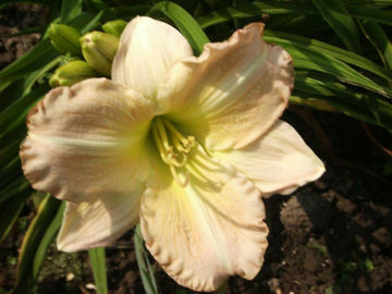 Toon details van Hazel Monette Afbeeldingen van Hazel Monette