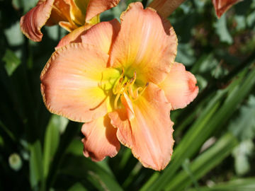 Toon details van Heather Green Afbeeldingen van Heather Green