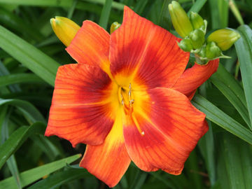 Toon details van Holiday Delight Afbeeldingen van Holiday Delight