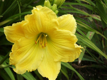 Toon details van Hortensia Afbeeldingen van Hortensia