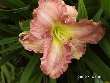 Toon details van Horizon  Beyond Afbeeldingen van Horizon  Beyond