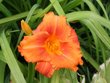 Toon details van Hot Wire Afbeeldingen van Hot Wire