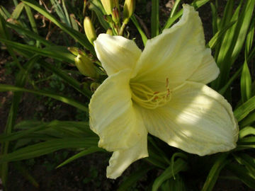 Toon details van Ice Cap Afbeeldingen van Ice Cap