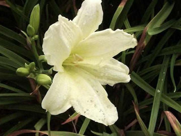 Toon details van Ice Carnival Afbeeldingen van Ice Carnival