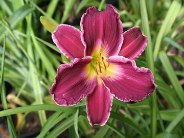 Toon details van Indian Giver Afbeeldingen van Indian Giver