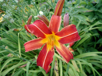 Toon details van Jardinart Van Mulders Afbeeldingen van Jardinart Van Mulders