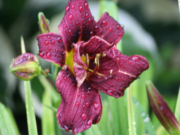 Toon details van Jockey Club Afbeeldingen van Jockey Club