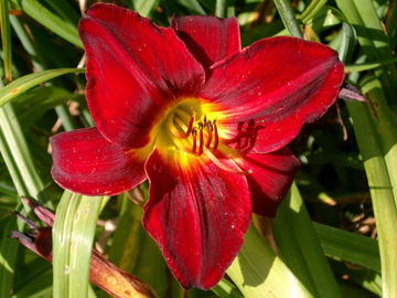 Toon details van Jolly Hearts Afbeeldingen van Jolly Hearts