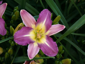 Toon details van Nile Crane Afbeeldingen van Nile Crane