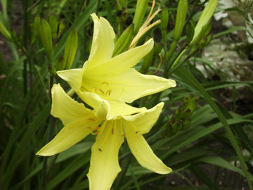 Toon details van Citrina Afbeeldingen van Citrina
