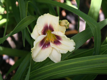 Toon details van Jedi Flamingo Kid Afbeeldingen van Jedi Flamingo Kid