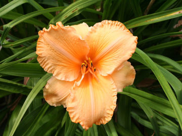 Toon details van Honor Born Afbeeldingen van Honor Born