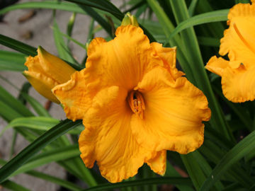 Toon details van Jerusalem Afbeeldingen van Jerusalem