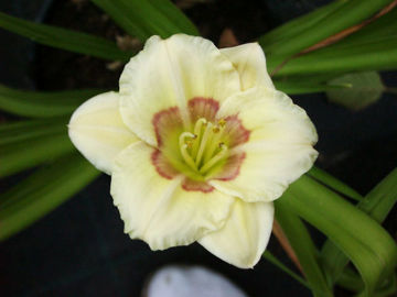 Toon details van All American Baby Afbeeldingen van All American Baby