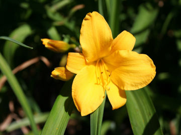 Toon details van Jojo Afbeeldingen van Jojo