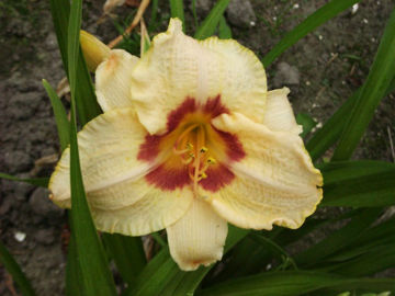 Toon details van Gay Cravat Afbeeldingen van Gay Cravat